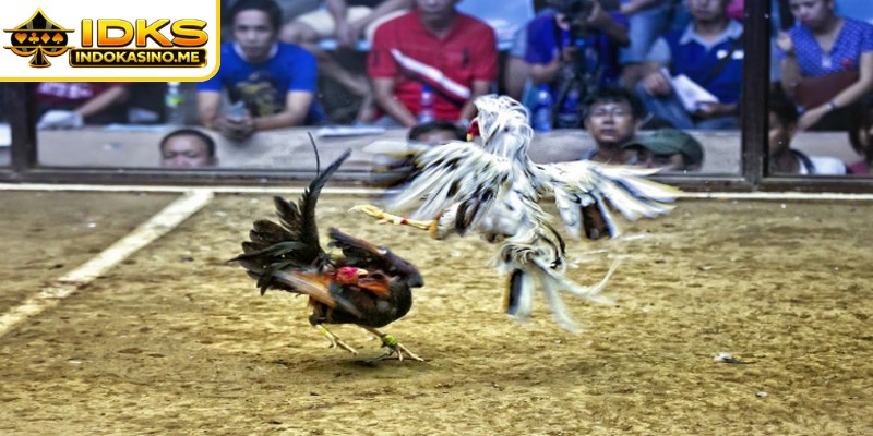 Sabung Ayam Indokasino menawarkan pertandingan kompetitif interaktif