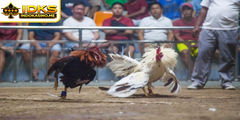 Lakukan deposit dan akses lobi Sabung Ayam Indokasino dengan mudah